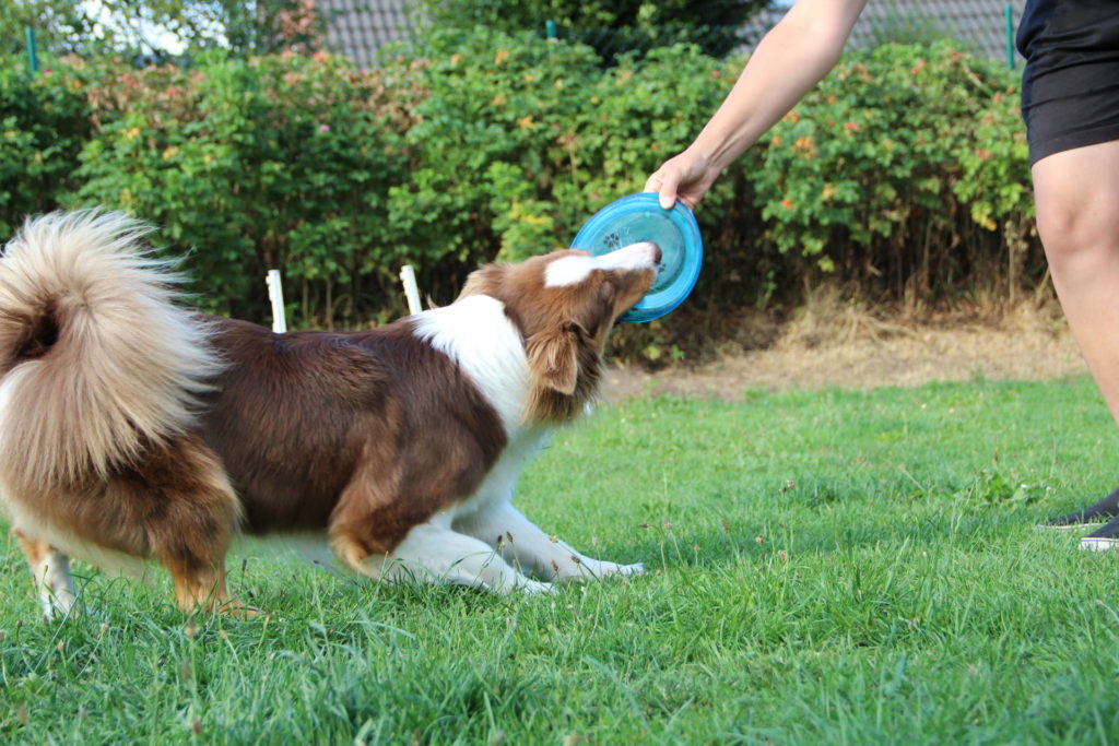 Discdogging - Frisbee mit dem Hund