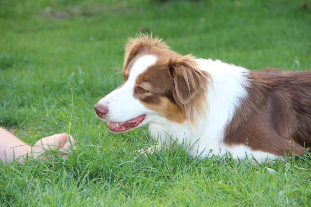 Discdogging - Frisbee mit Hund