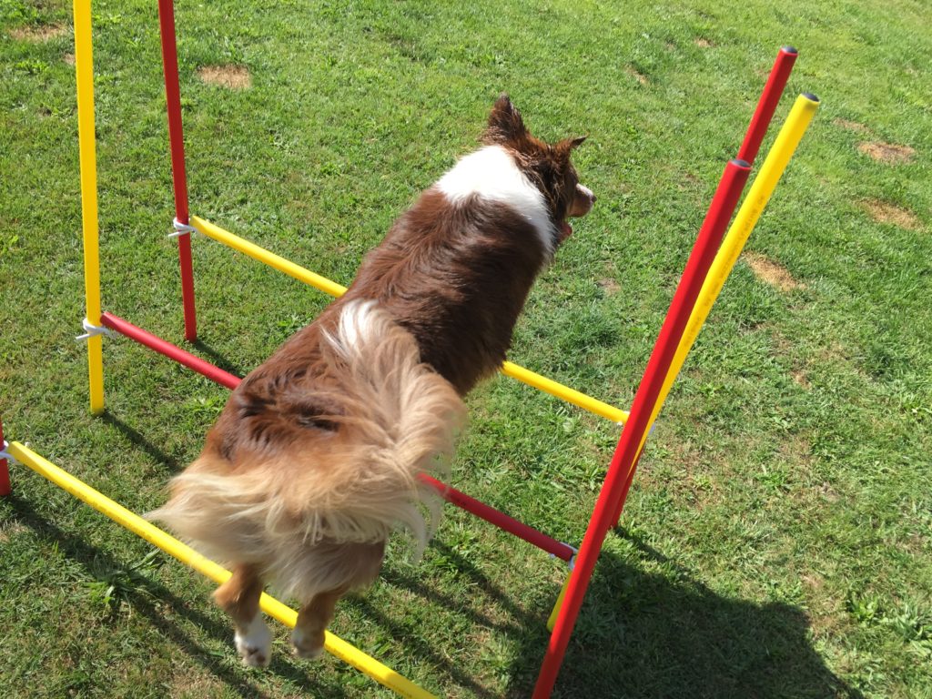 Slalomstangen und Hürden Set für den Hundesport im Garten