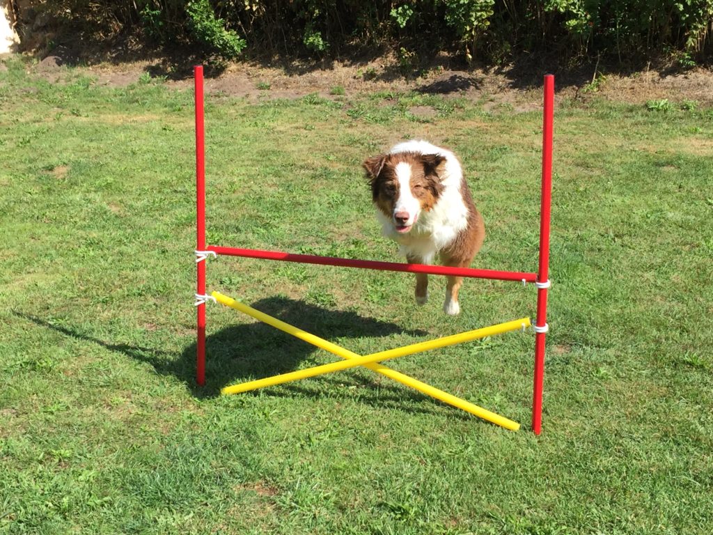 Slalomstangen und Hürden Set für den Hundesport im Garten