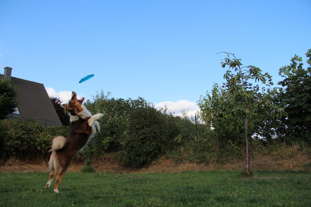 DiscDogging - Frisbee mit dem Hund