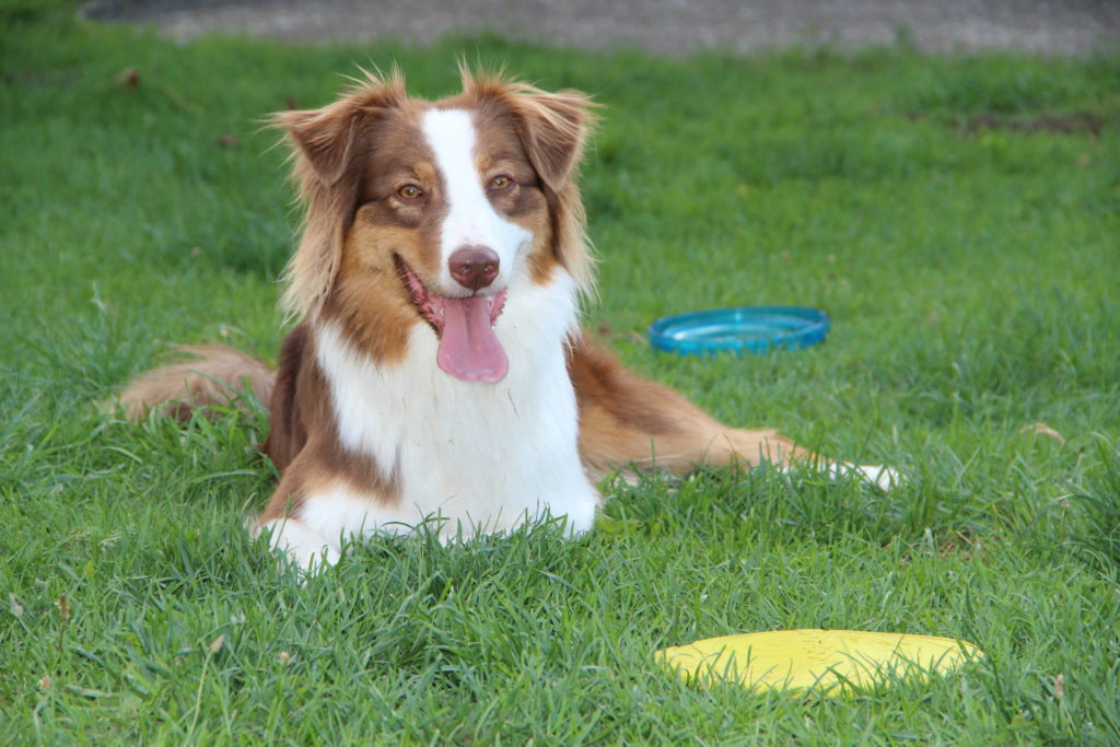 DiscDogging - Frisbee mit dem Hund