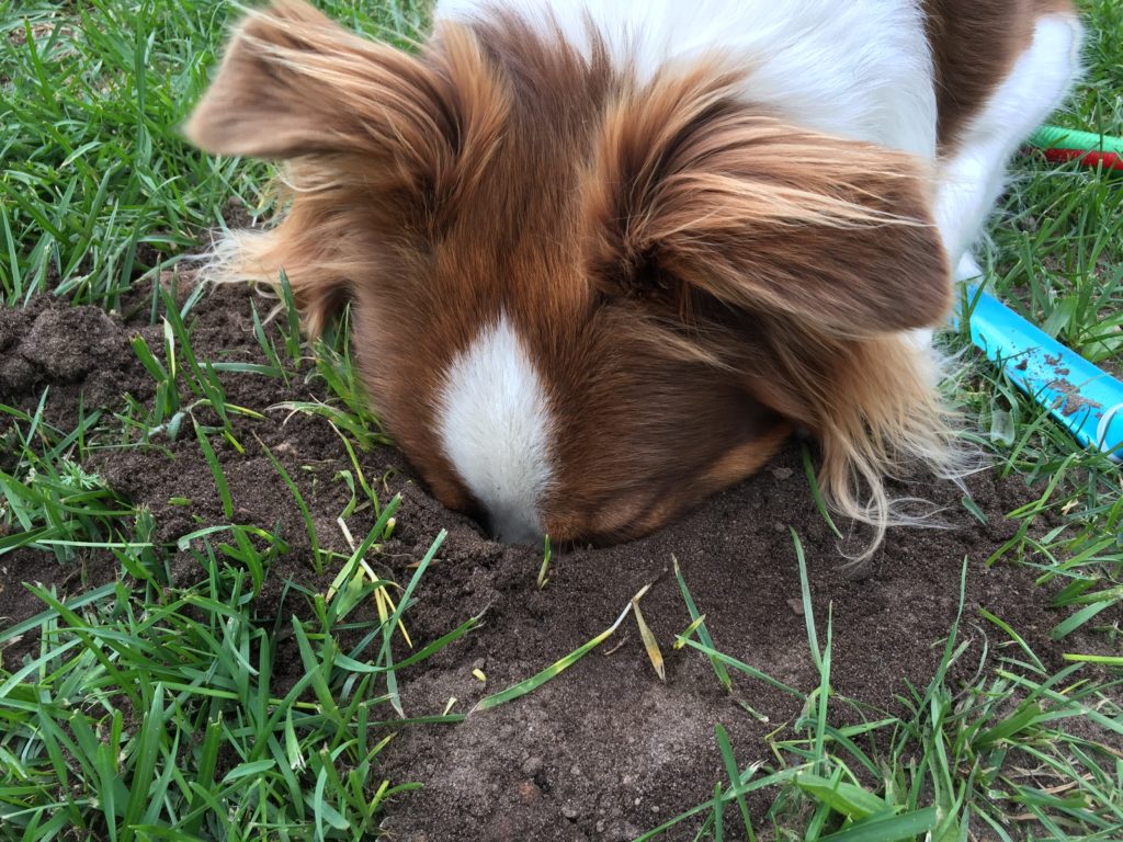 Hundesicherer hundegerechter Garten - Hund Beete graben