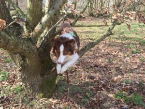 Abenteuer Spaziergang - Action mit Hund - Gartenspielzeug