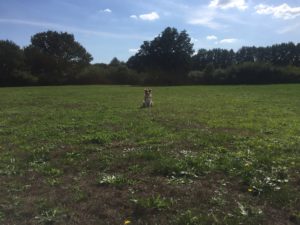 Abenteuer Spaziergang - Action mit Hund - Gartenspielzeug