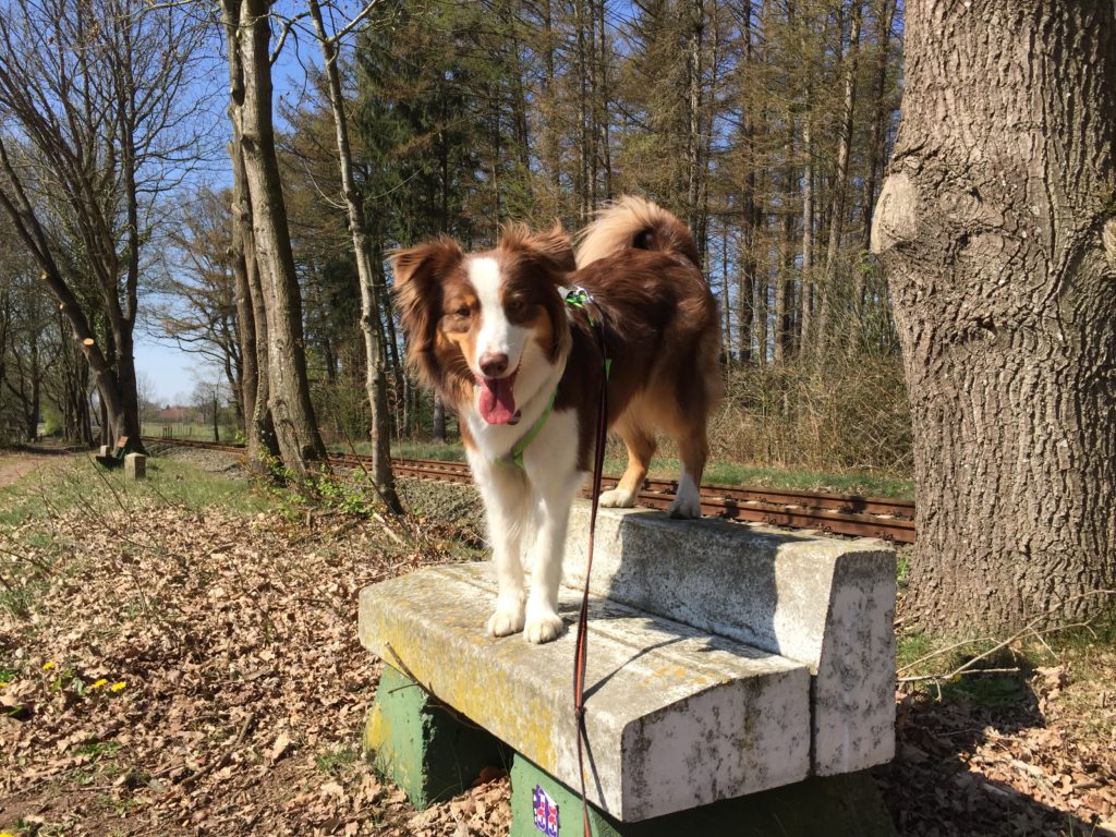Kommando Bleib - Hundetraining - Hund bleib beibringen - hundtastisch.de