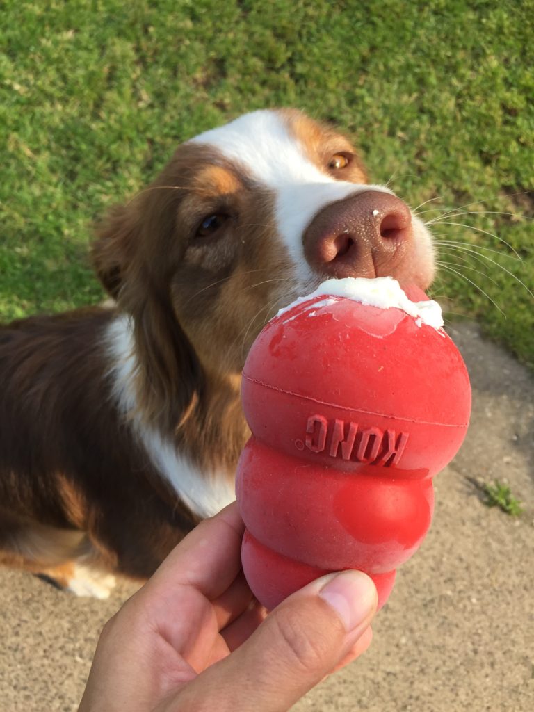 Hot Dog - mit dem Hund durch den Sommer - Tipps und Tricks für die heiße Jahreszeit - Hund abkühlen, beschäftigen im Sommer